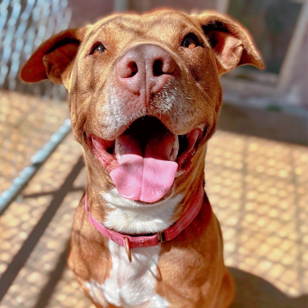 Bruno, an adoptable Terrier, Staffordshire Bull Terrier in Enid, OK, 73703 | Photo Image 6