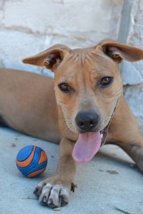 Burrow (Underdog) Pit Bull Terrier Dog