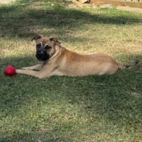 Scooter, an adoptable Bullmastiff, Mixed Breed in Birmingham, AL, 35210 | Photo Image 1