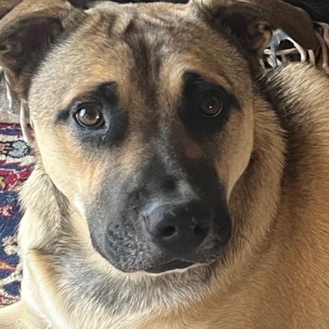 Scooter, an adoptable Bullmastiff, Mixed Breed in Birmingham, AL, 35210 | Photo Image 5