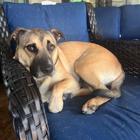 Scooter, an adoptable Bullmastiff, Mixed Breed in Birmingham, AL, 35210 | Photo Image 6