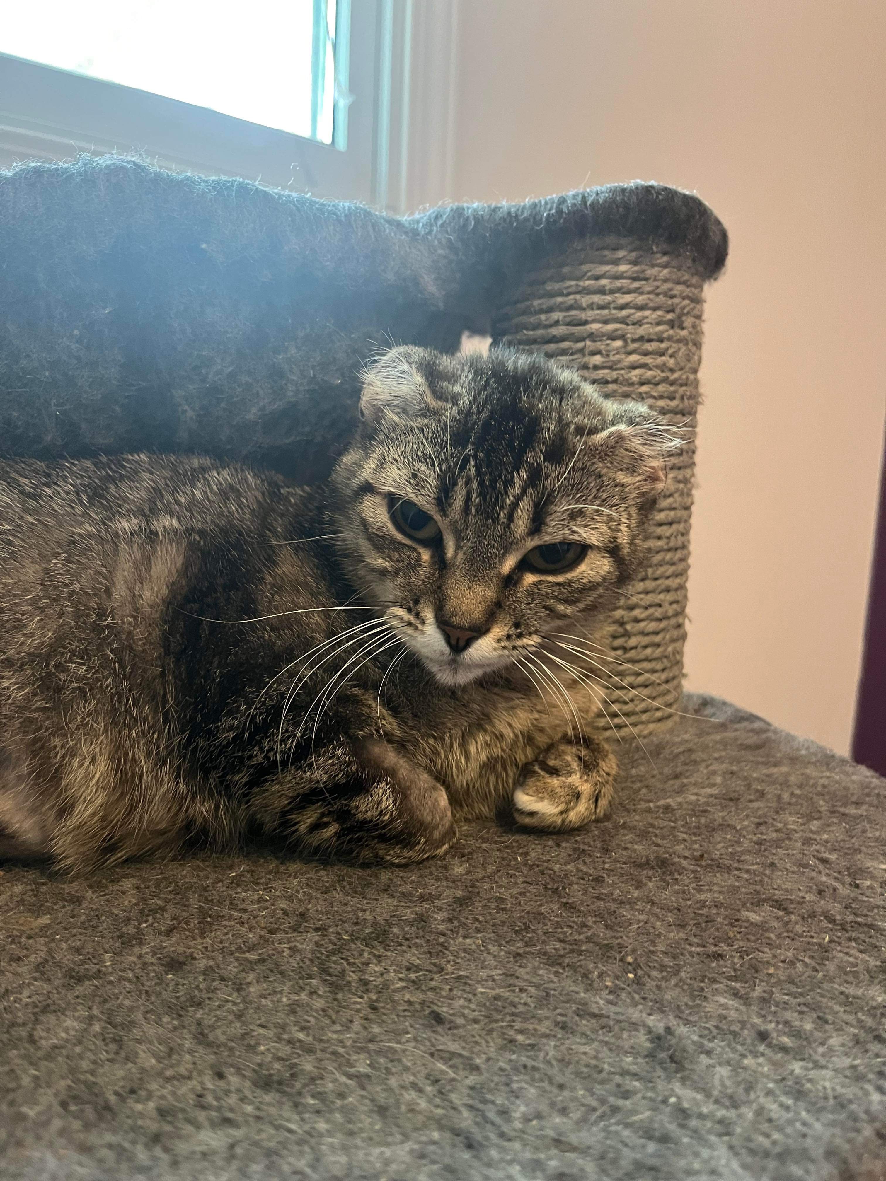 Genivieve, an adoptable Domestic Short Hair in Steinbach, MB, R5G 2B2 | Photo Image 1