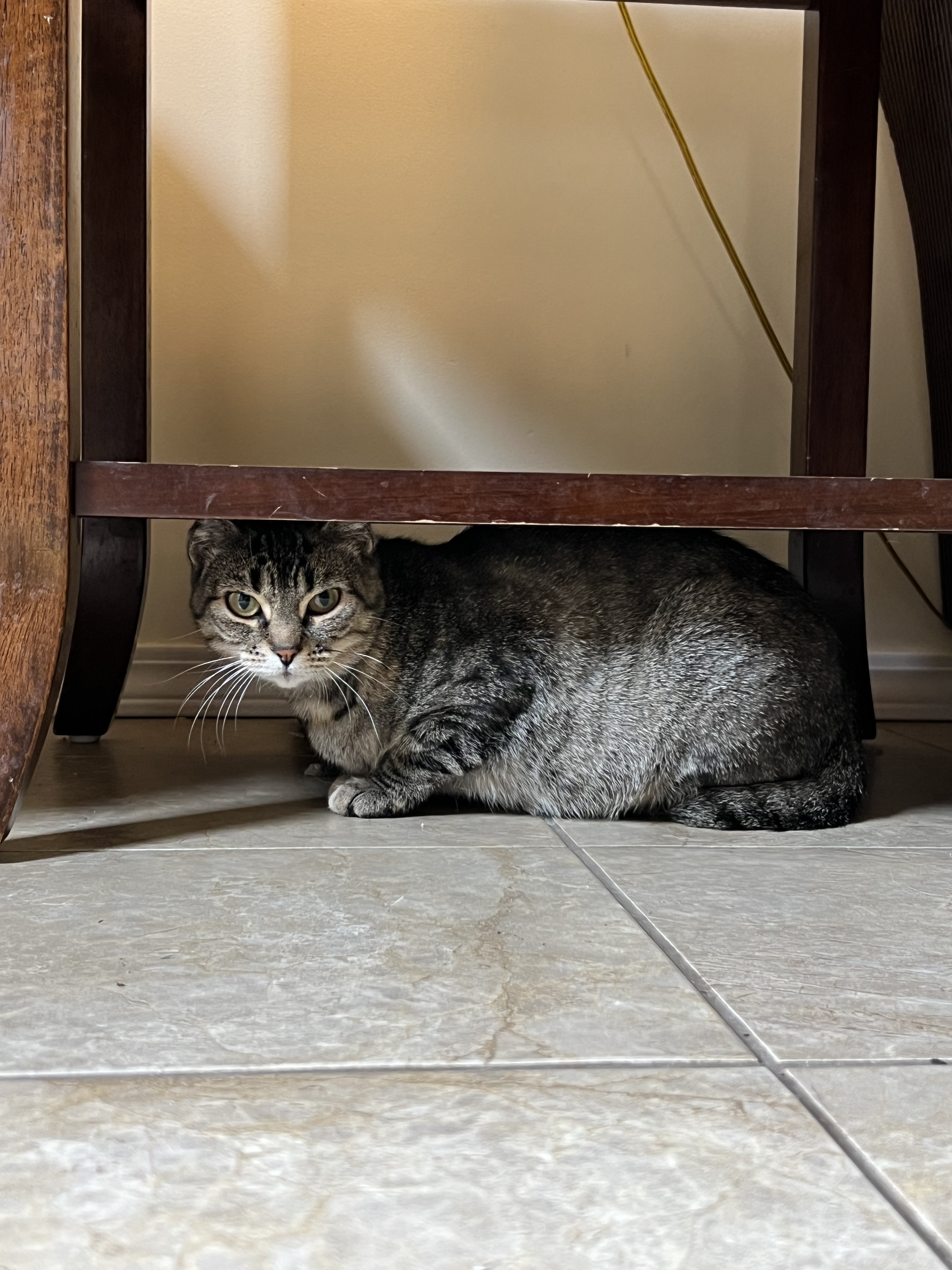 Genivieve, an adoptable Domestic Short Hair in Steinbach, MB, R5G 2B2 | Photo Image 6