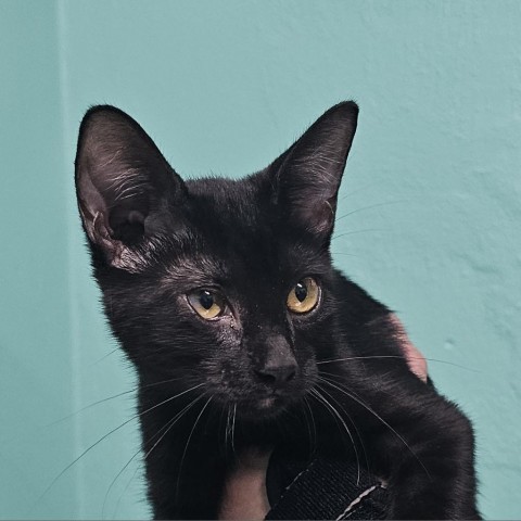 Acky, an adoptable Domestic Short Hair in Guaynabo, PR, 00969 | Photo Image 1