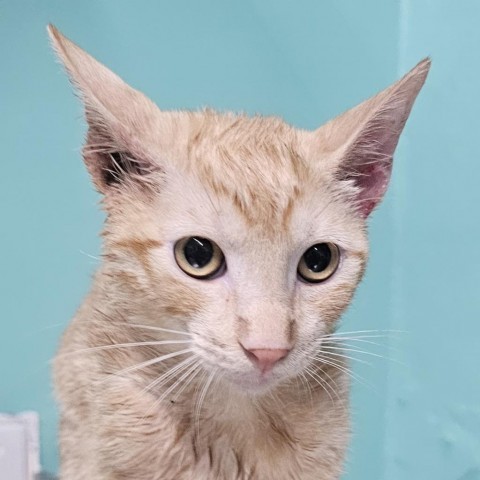 Fuego, an adoptable Domestic Short Hair in Guaynabo, PR, 00969 | Photo Image 1