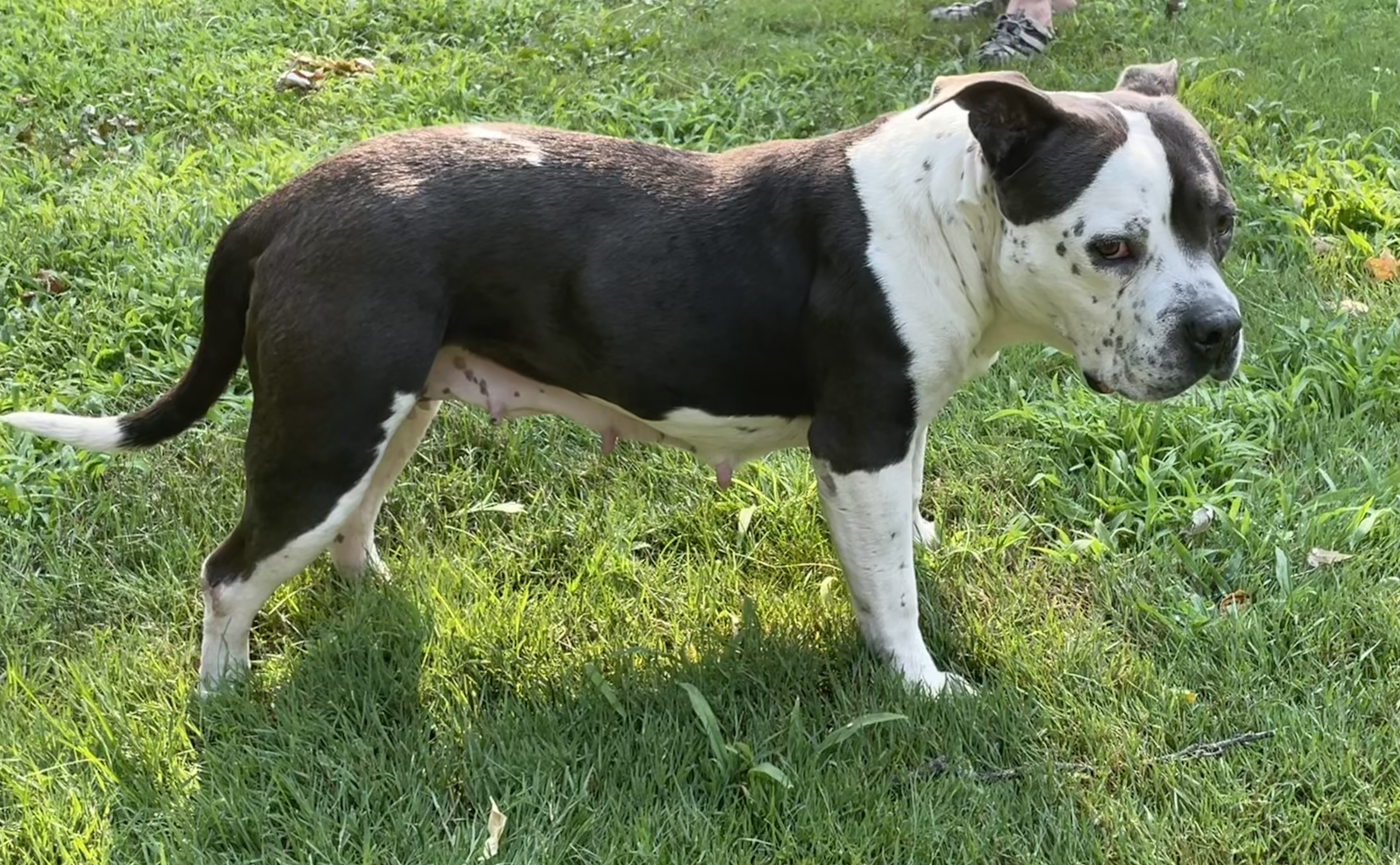 Andi, an adoptable American Staffordshire Terrier, American Bulldog in Twin Falls, ID, 83301 | Photo Image 2