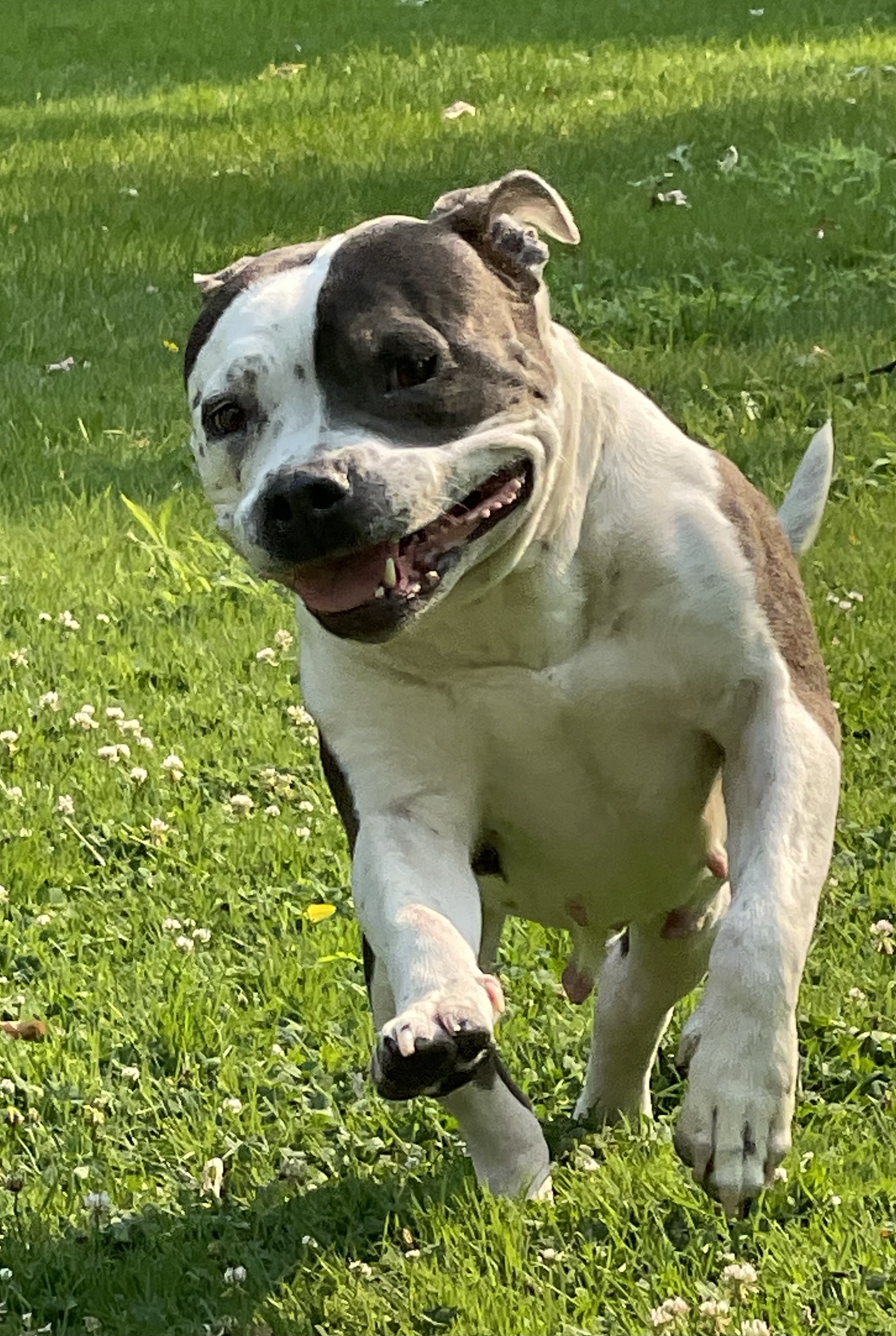 Andi, an adoptable American Staffordshire Terrier, American Bulldog in Twin Falls, ID, 83301 | Photo Image 3