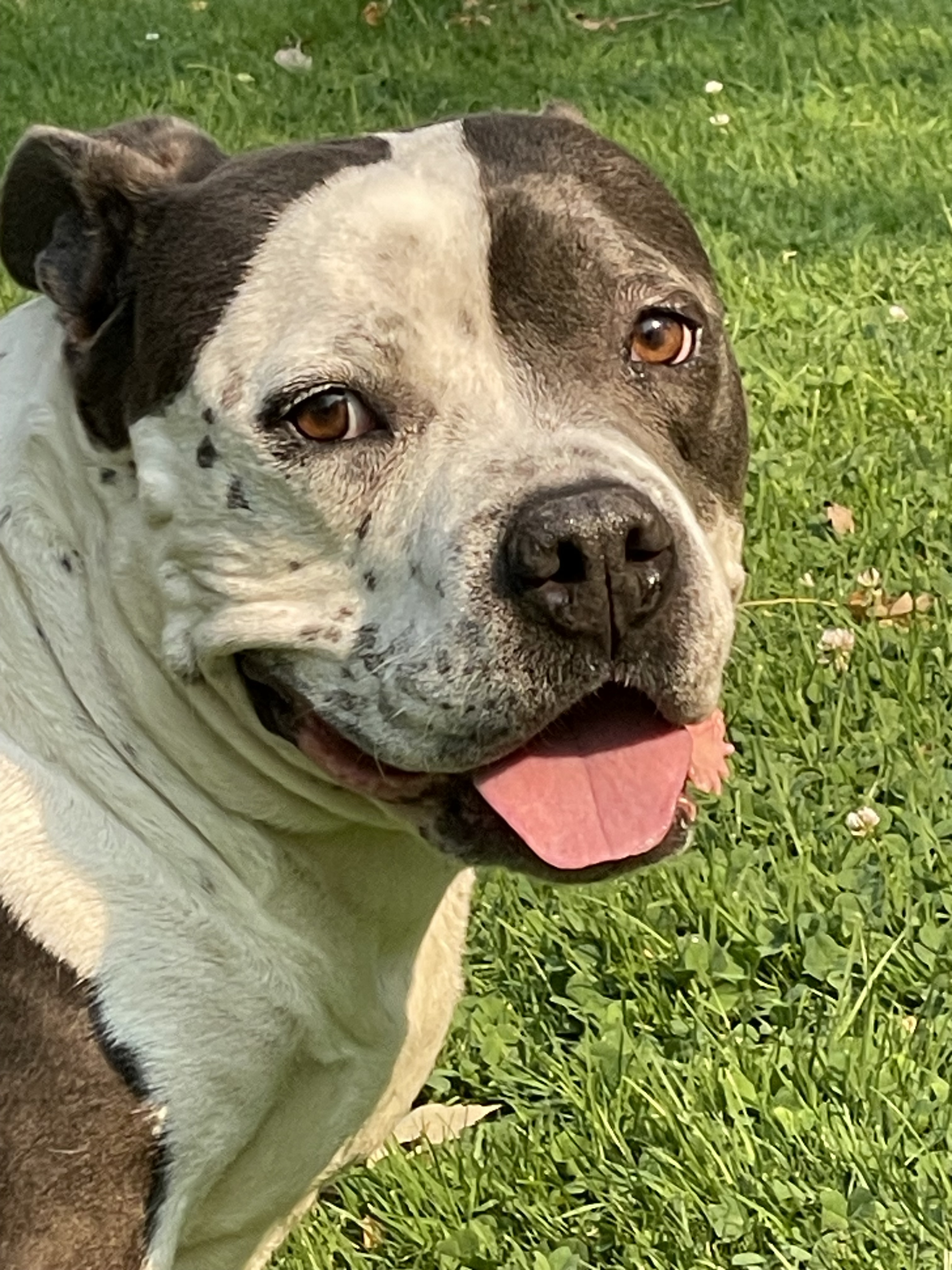 Andi, an adoptable American Staffordshire Terrier, American Bulldog in Twin Falls, ID, 83301 | Photo Image 4