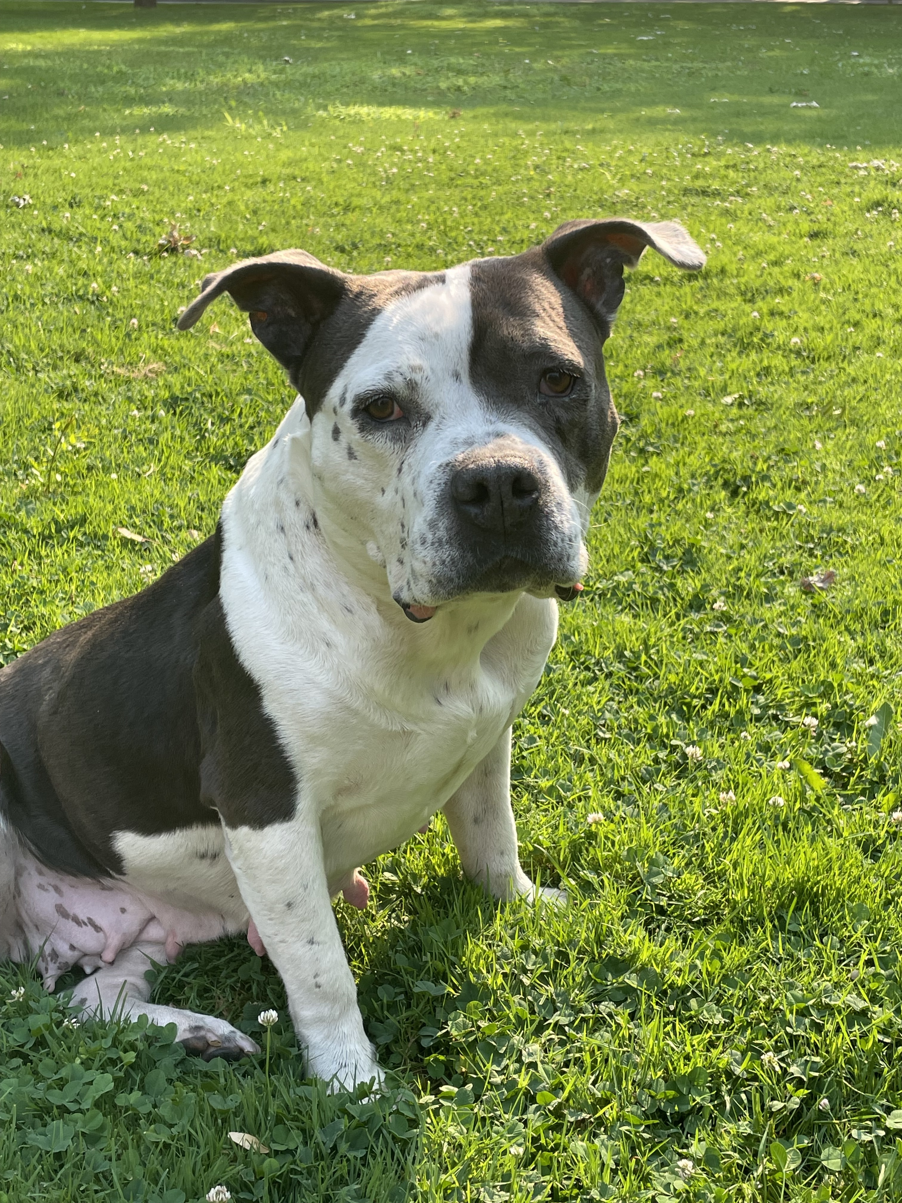 Andi, an adoptable American Staffordshire Terrier, American Bulldog in Twin Falls, ID, 83301 | Photo Image 5