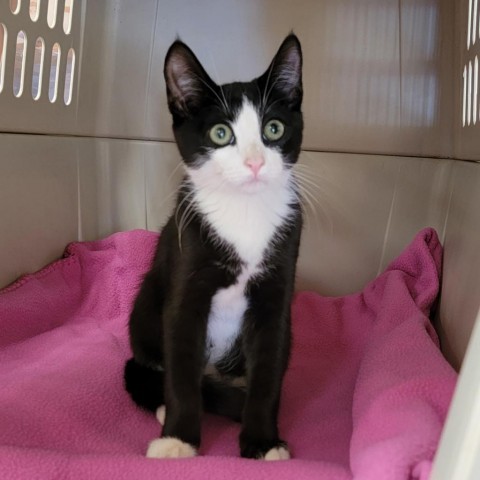 Steve, an adoptable Domestic Short Hair in Coos Bay, OR, 97420 | Photo Image 1