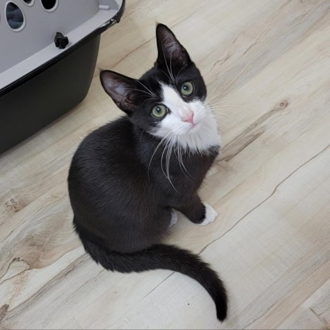 Steve, an adoptable Domestic Short Hair in Coos Bay, OR, 97420 | Photo Image 2