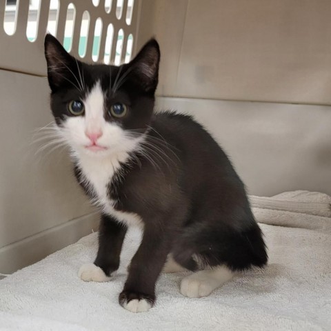 Steve, an adoptable Domestic Short Hair in Coos Bay, OR, 97420 | Photo Image 3