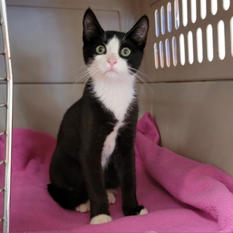 Steve, an adoptable Domestic Short Hair in Coos Bay, OR, 97420 | Photo Image 4