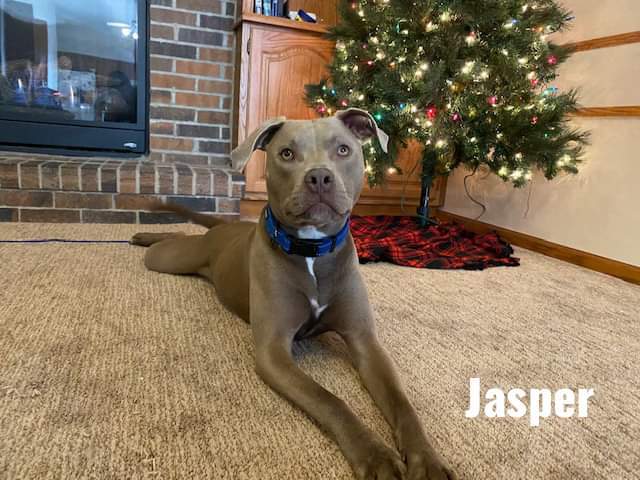Jasper, an adoptable Terrier in Waterloo, IA, 50703 | Photo Image 1