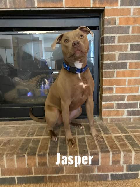 Jasper, an adoptable Terrier in Waterloo, IA, 50703 | Photo Image 2