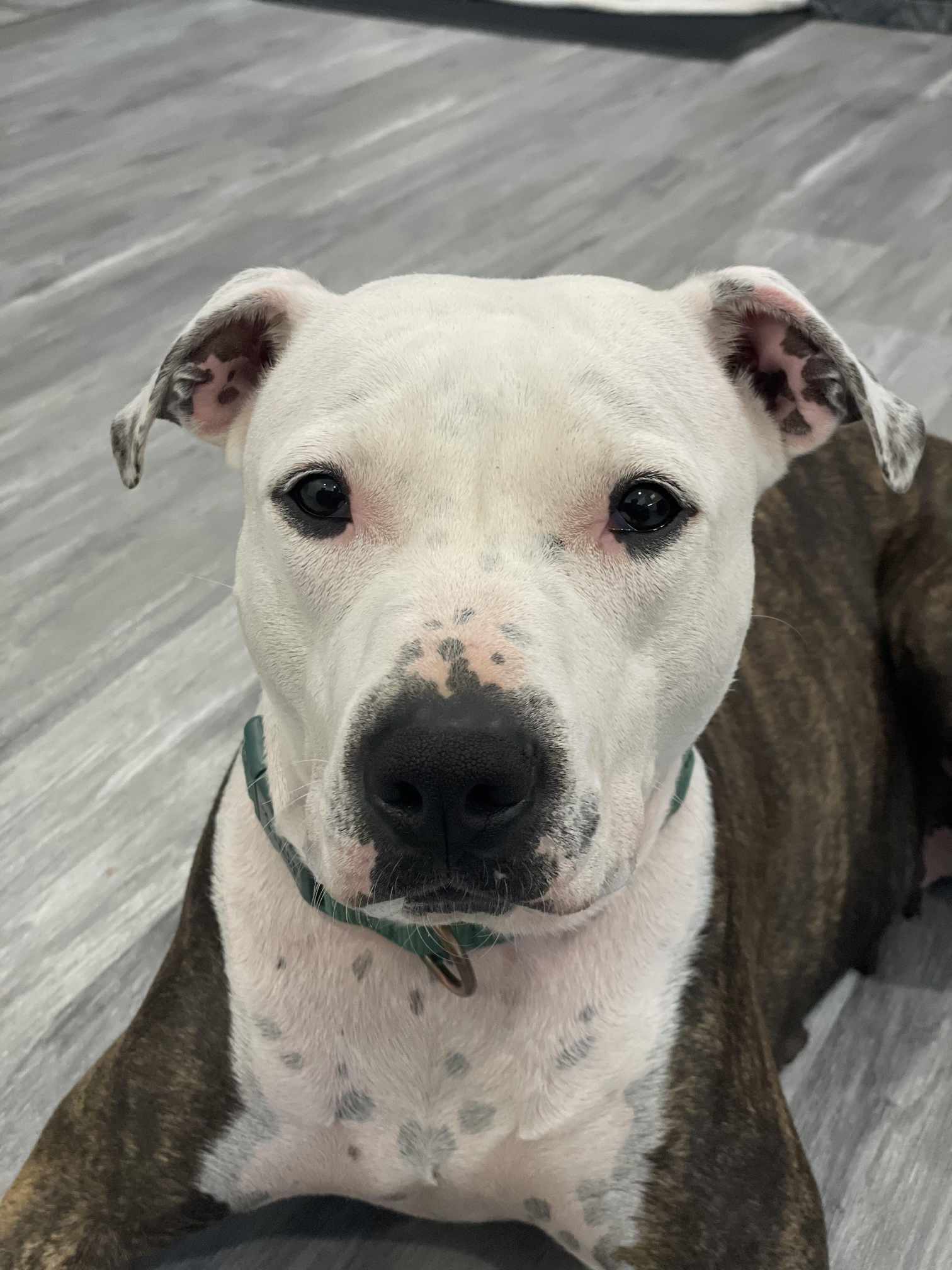 Mysti, an adoptable Terrier in Waterloo, IA, 50703 | Photo Image 1