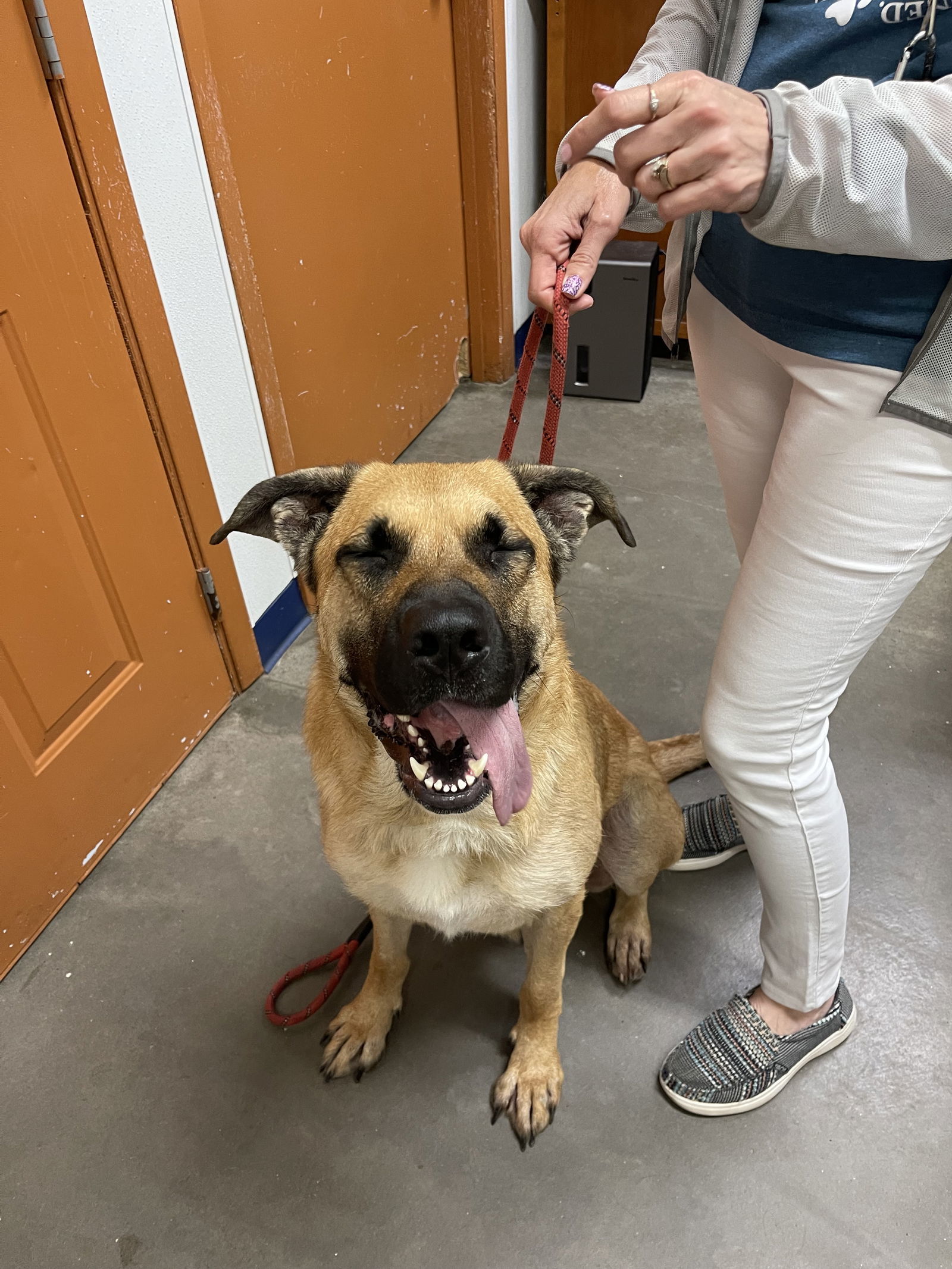 Uno, an adoptable German Shepherd Dog, Saint Bernard in Park Falls, WI, 54552 | Photo Image 1