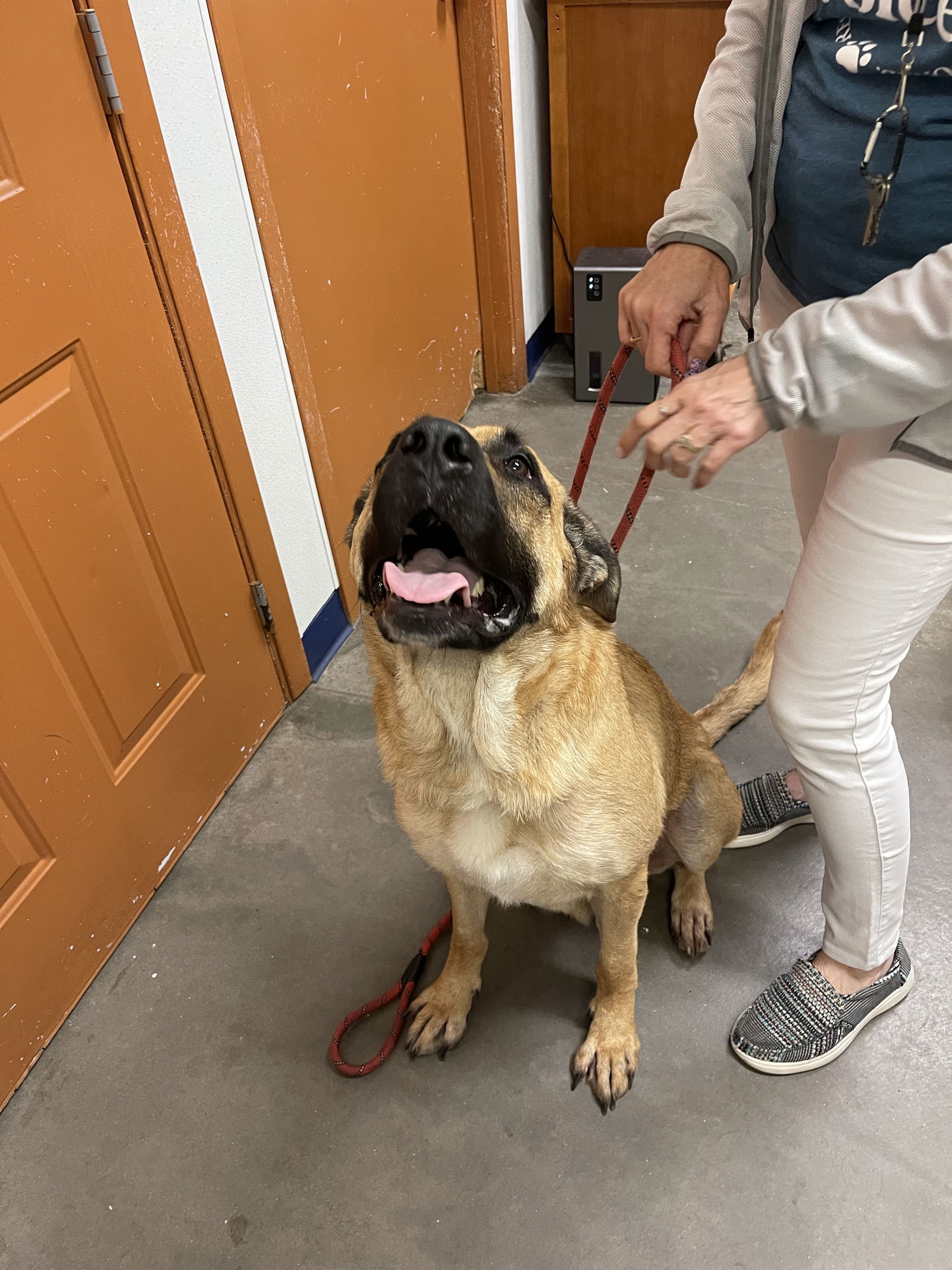 Uno, an adoptable German Shepherd Dog, Saint Bernard in Park Falls, WI, 54552 | Photo Image 2