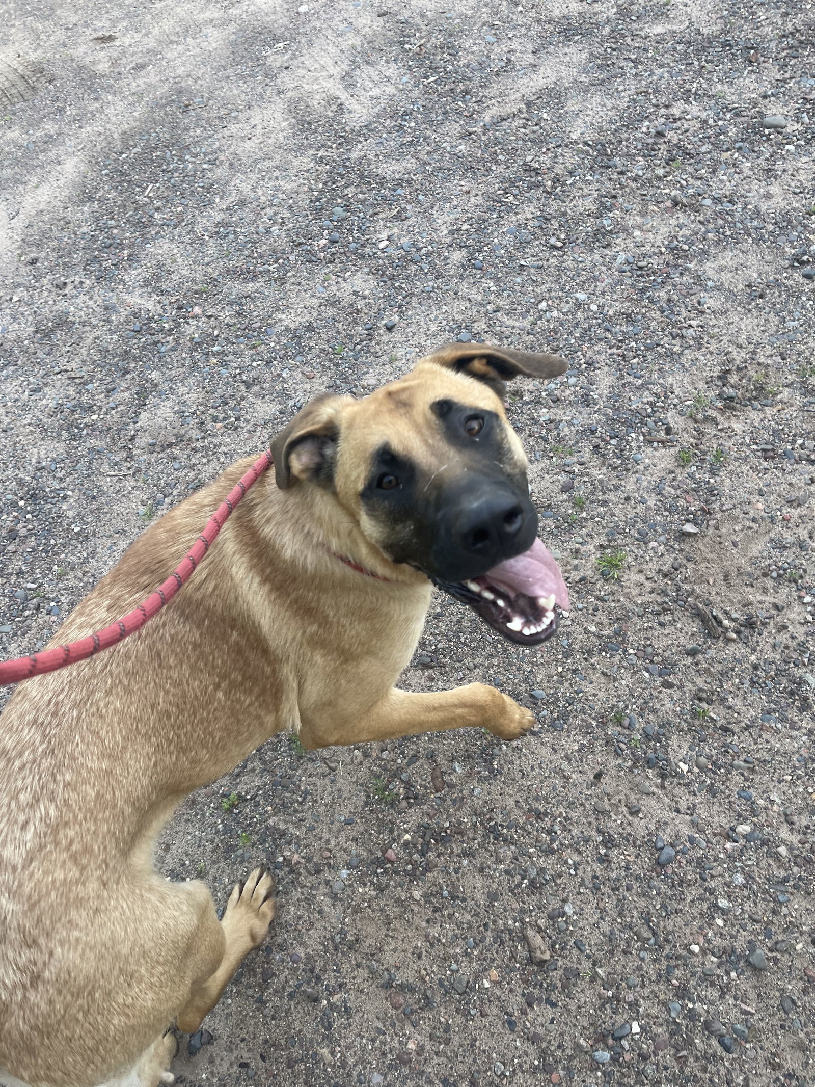 Lucy Loo, an adoptable German Shepherd Dog, Saint Bernard in Park Falls, WI, 54552 | Photo Image 1