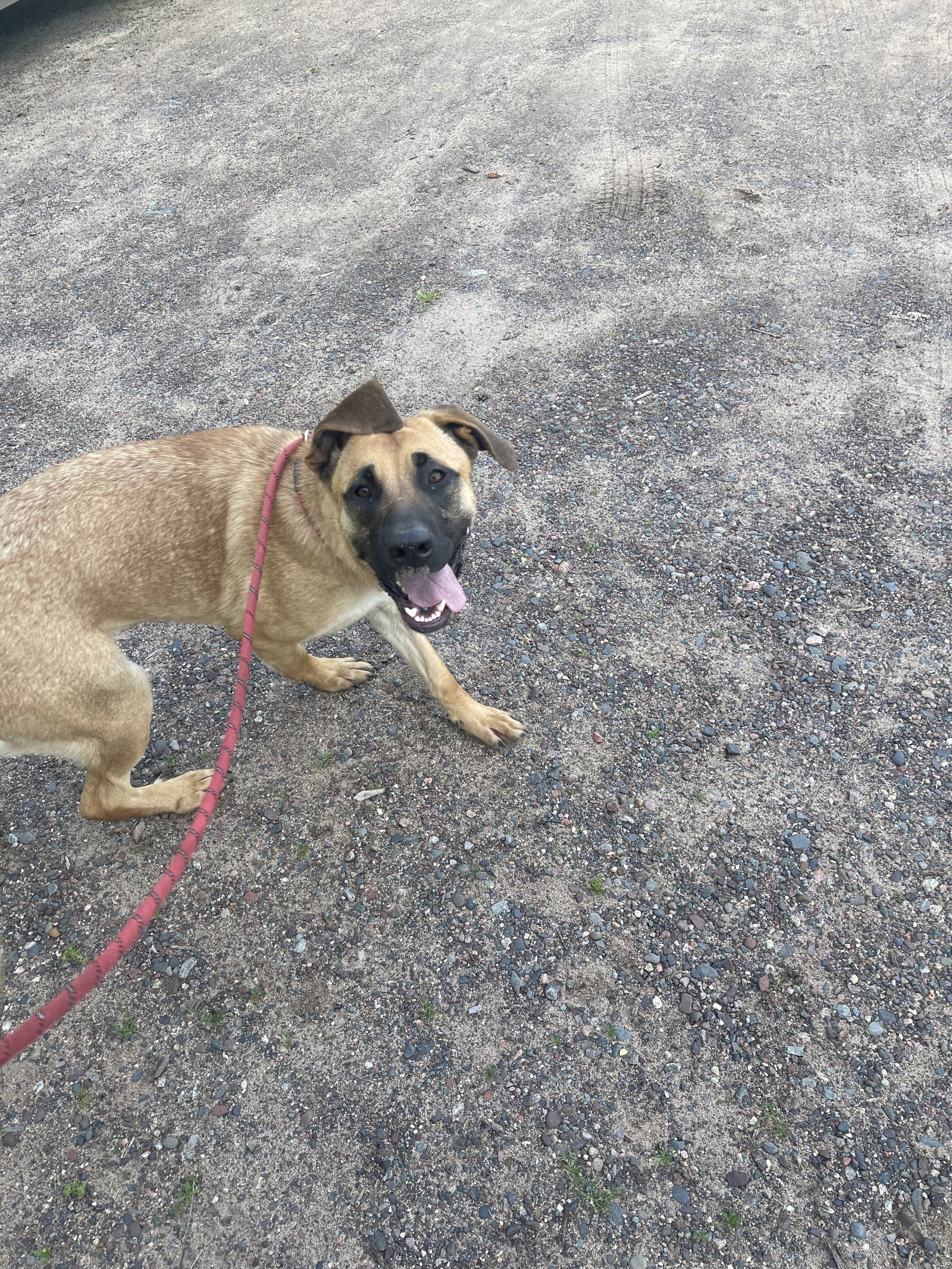 Lucy Loo, an adoptable German Shepherd Dog, Saint Bernard in Park Falls, WI, 54552 | Photo Image 2