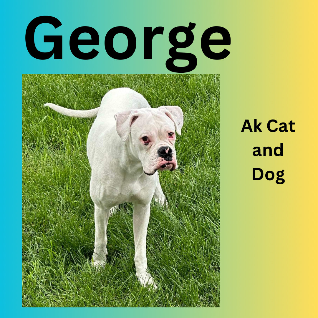 George, an adoptable Boxer in Wasilla, AK, 99654 | Photo Image 3