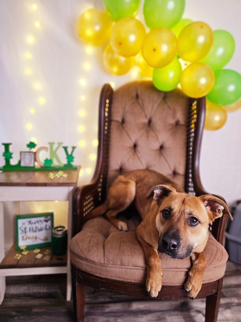 Dolly, an adoptable Pit Bull Terrier, German Shepherd Dog in Sprakers, NY, 12166 | Photo Image 1
