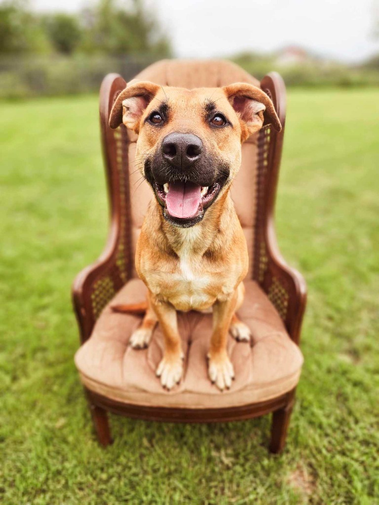 Dolly, an adoptable Pit Bull Terrier, German Shepherd Dog in Sprakers, NY, 12166 | Photo Image 2