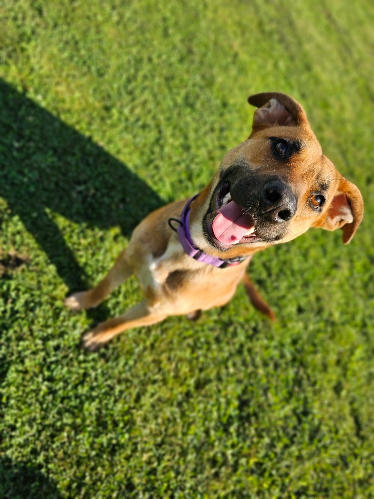 Dolly, an adoptable Pit Bull Terrier, German Shepherd Dog in Sprakers, NY, 12166 | Photo Image 3