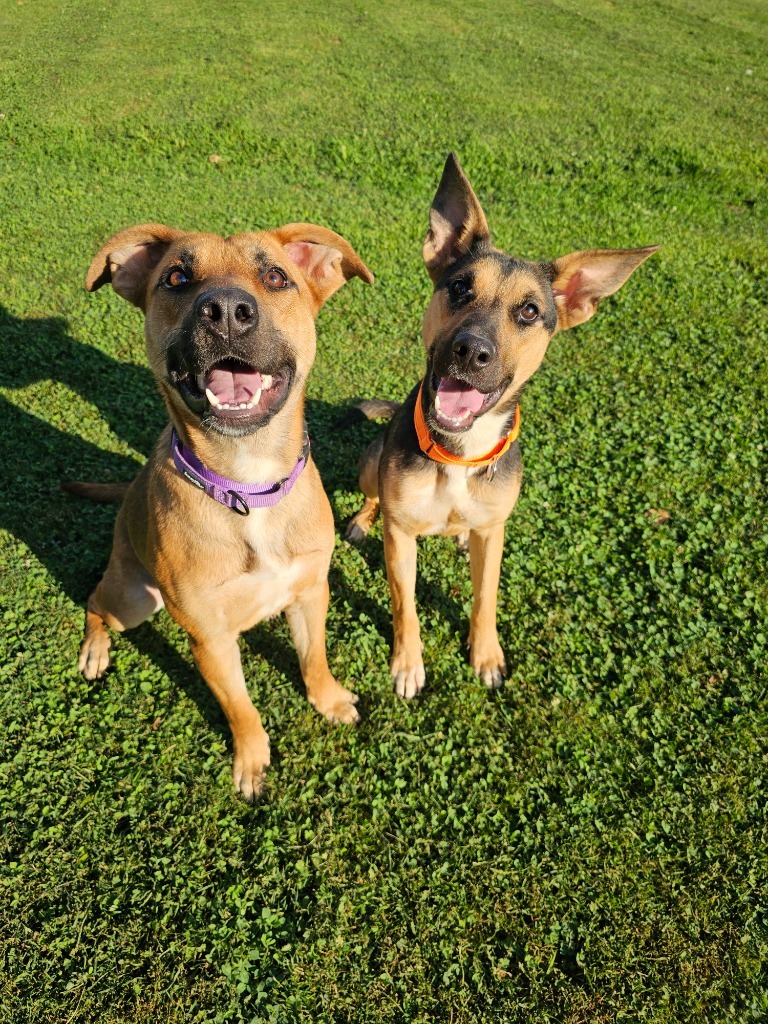 Dolly, an adoptable Pit Bull Terrier, German Shepherd Dog in Sprakers, NY, 12166 | Photo Image 4