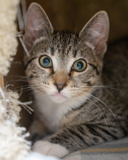 Isolde, an adoptable Domestic Short Hair in Pequot Lakes, MN, 56472 | Photo Image 2