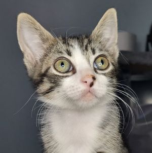 Meet Sweet Honey the gentle soul youve been searching for This tender-hearted kitten is as sweet 