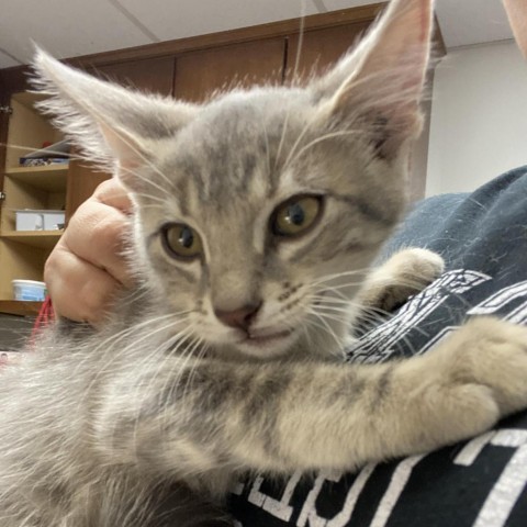 Seymour, an adoptable Domestic Short Hair in Garden City, KS, 67846 | Photo Image 1