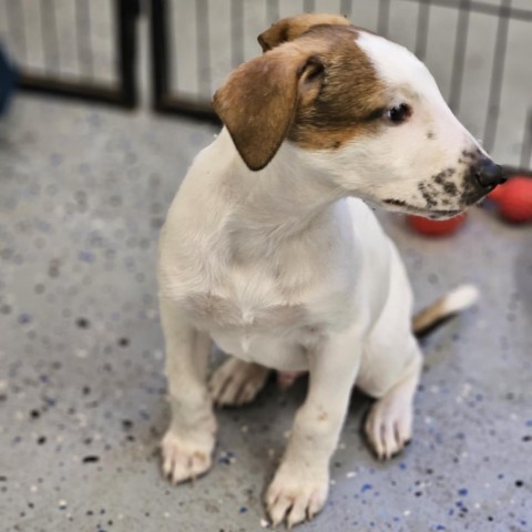 Flurry, an adoptable Mixed Breed in Mount Shasta, CA, 96067 | Photo Image 2