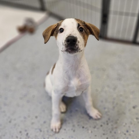 Flurry, an adoptable Mixed Breed in Mount Shasta, CA, 96067 | Photo Image 3