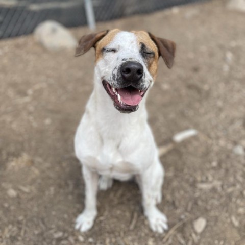 Flurry, an adoptable Mixed Breed in Mount Shasta, CA, 96067 | Photo Image 4