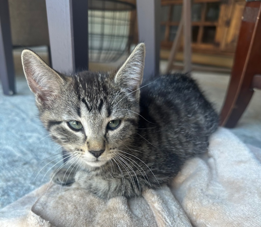 Freckles, an adoptable Domestic Short Hair in Greenwood, MS, 38930 | Photo Image 1