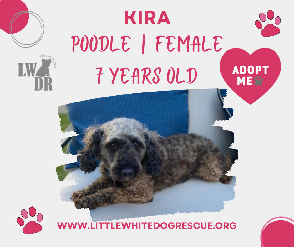 Minature poodle - Kira