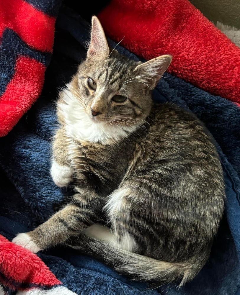 Mittens, an adoptable Domestic Medium Hair in Lafayette, CO, 80026 | Photo Image 1