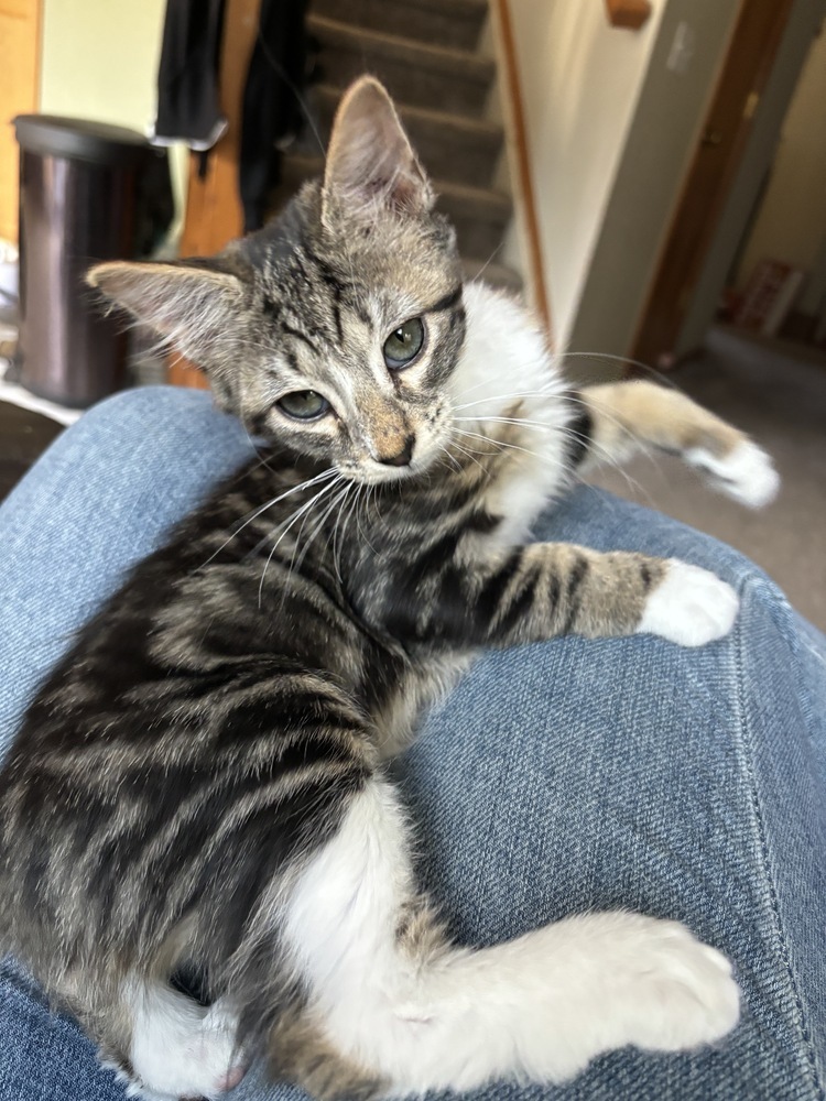 Mittens, an adoptable Domestic Medium Hair in Lafayette, CO, 80026 | Photo Image 2