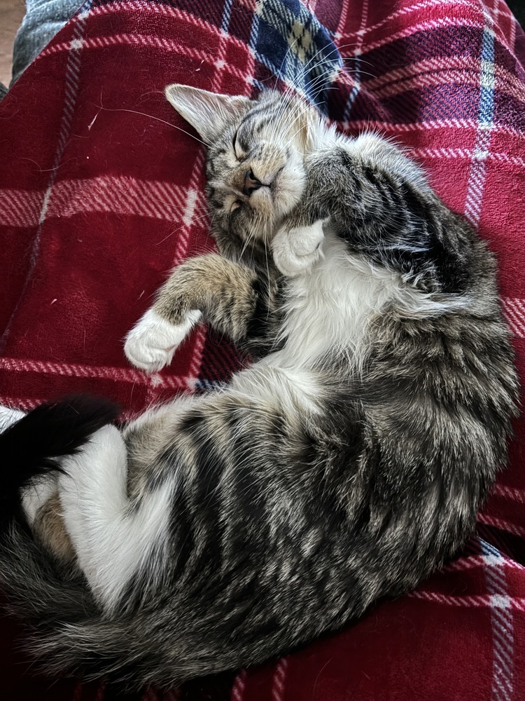 Mittens, an adoptable Domestic Medium Hair in Lafayette, CO, 80026 | Photo Image 3