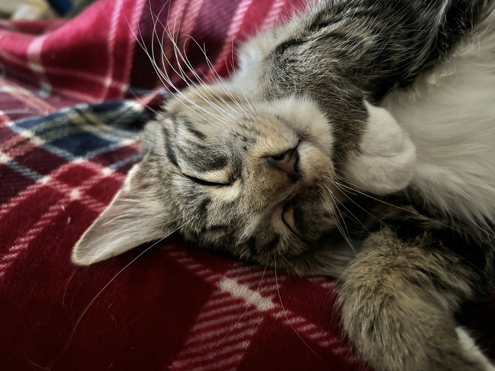 Mittens, an adoptable Domestic Medium Hair in Lafayette, CO, 80026 | Photo Image 4