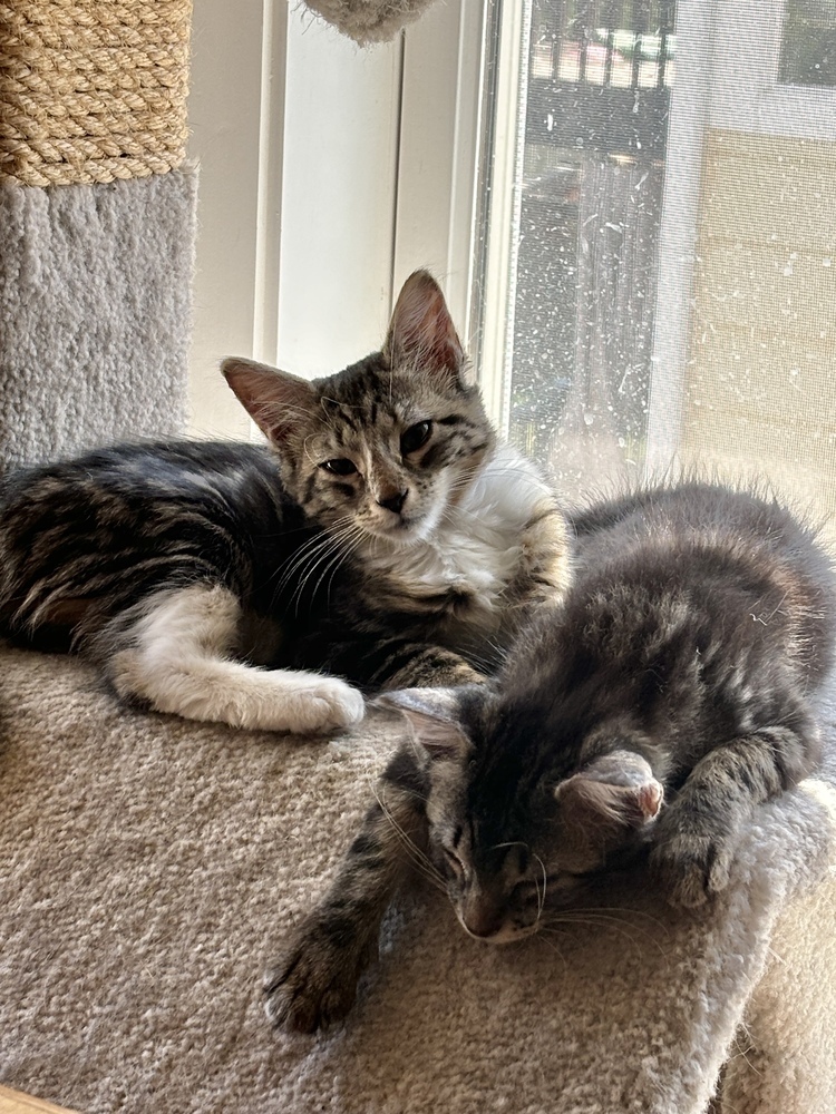 Mittens, an adoptable Domestic Medium Hair in Lafayette, CO, 80026 | Photo Image 5