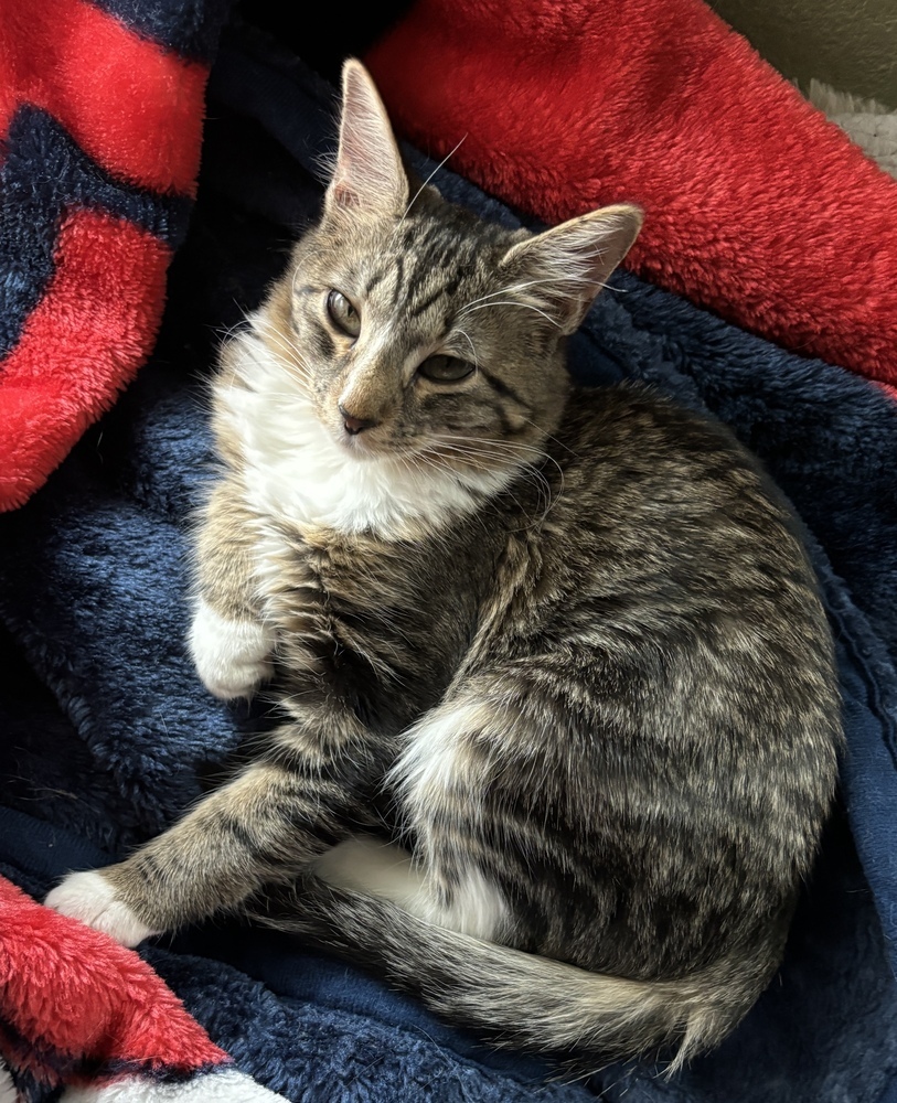 Mittens, an adoptable Domestic Medium Hair in Lafayette, CO, 80026 | Photo Image 6