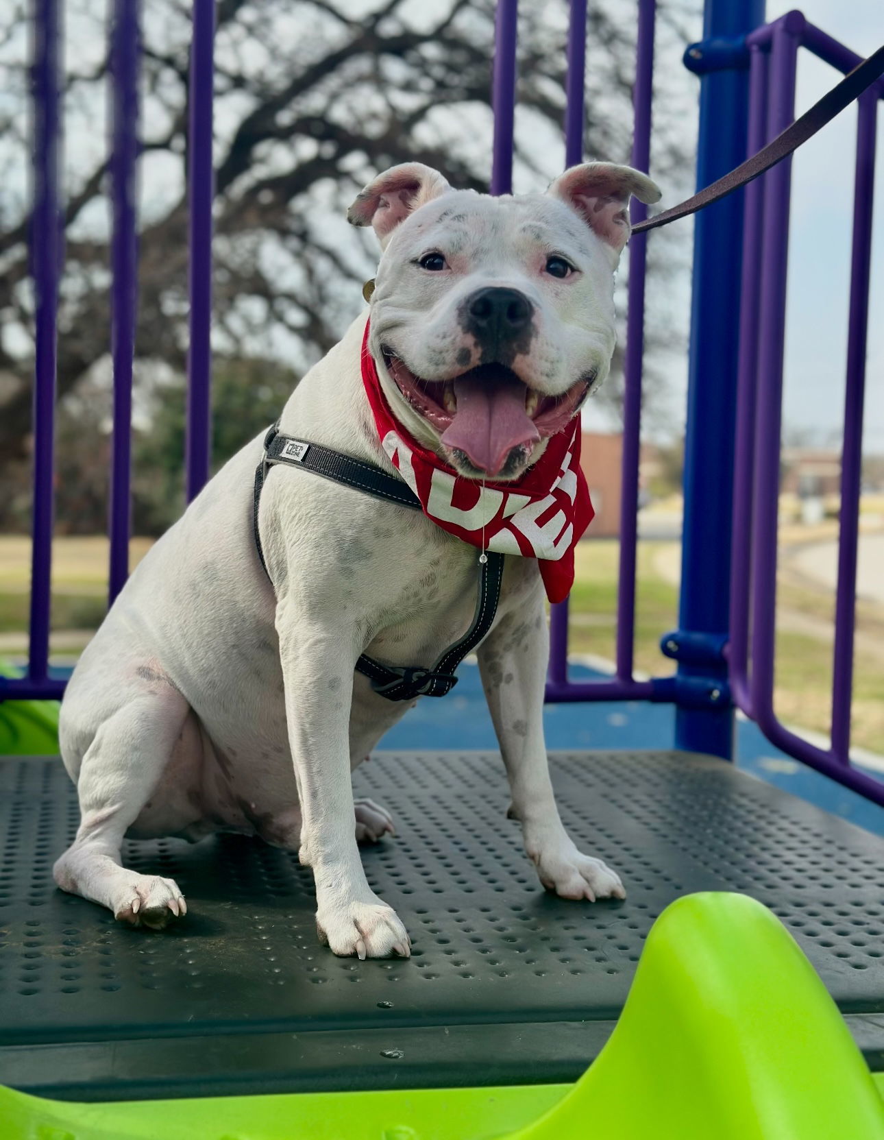 Manny (Roscoe)
