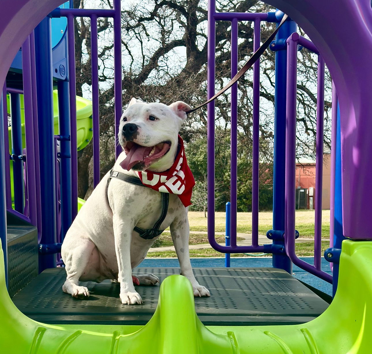 Manny (Roscoe)