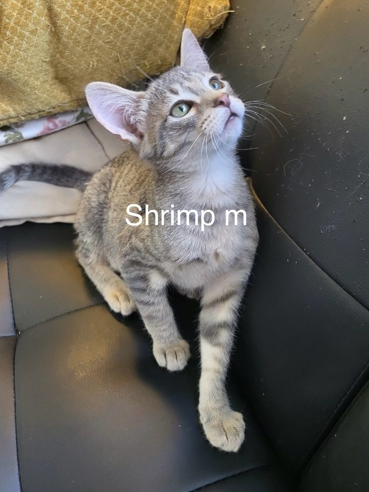 Shrimp, an adoptable Domestic Short Hair in Bend, OR, 97701 | Photo Image 1