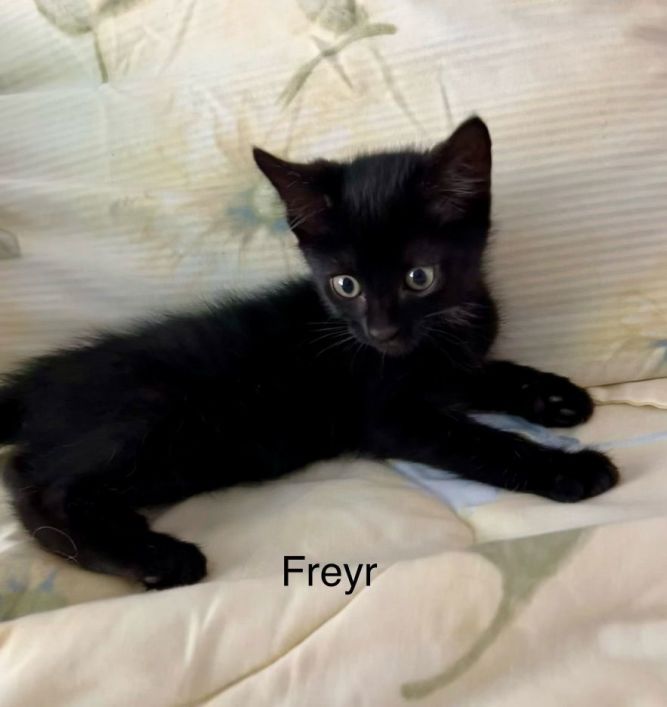 Freyr