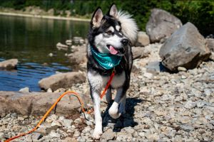 DAISY Alaskan Malamute Dog