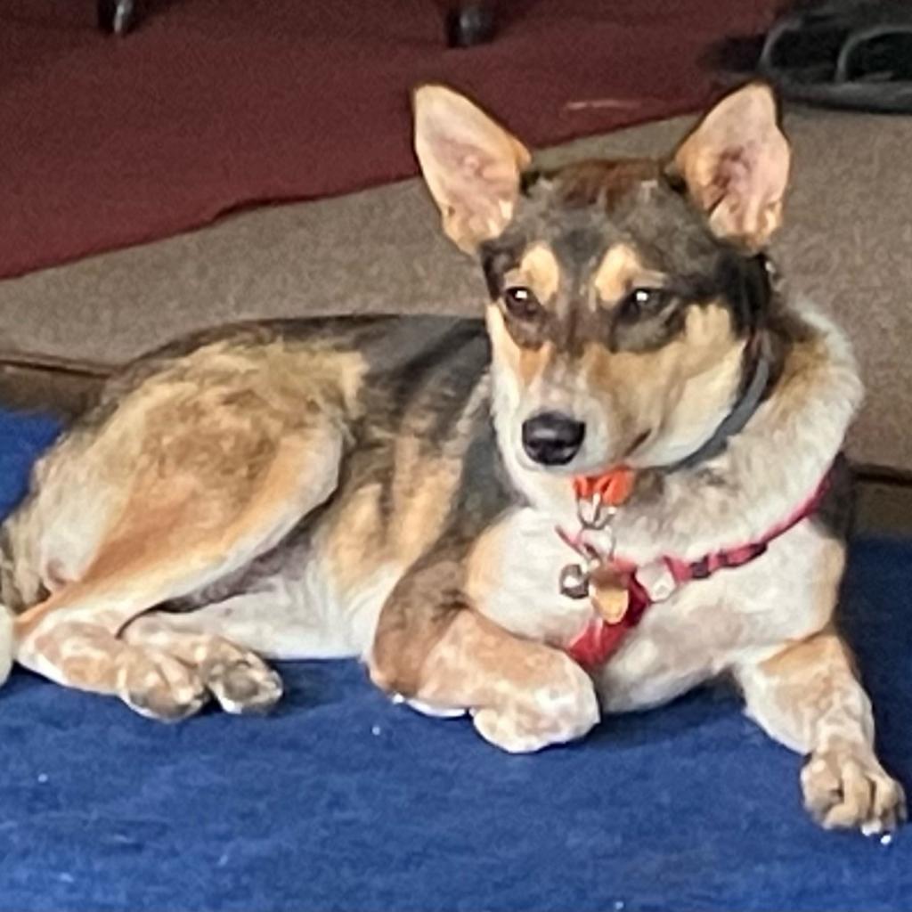 Ms Betty, an adoptable Australian Cattle Dog / Blue Heeler, Australian Shepherd in Keaau, HI, 96749 | Photo Image 1