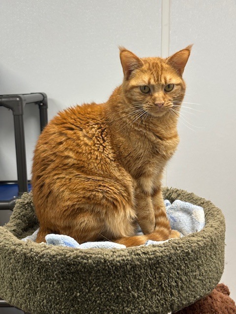 Arlene, an adoptable Domestic Short Hair in Corpus Christi, TX, 78414 | Photo Image 1